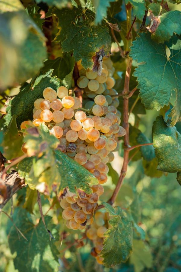 Chateau Artwine Art'ana Kültér fotó